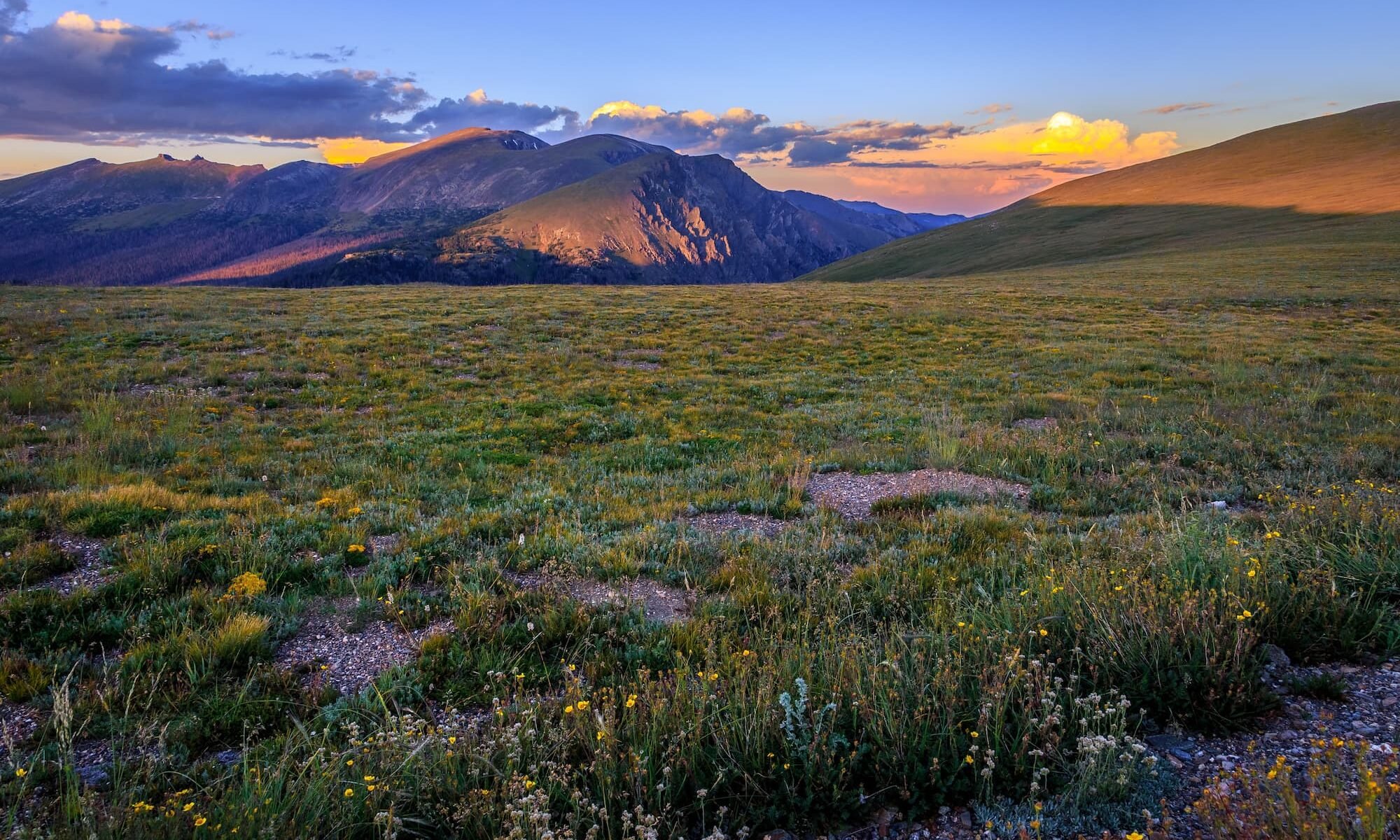 a beautiful colorado landscape image with flowers in the foreground and mountains in the background