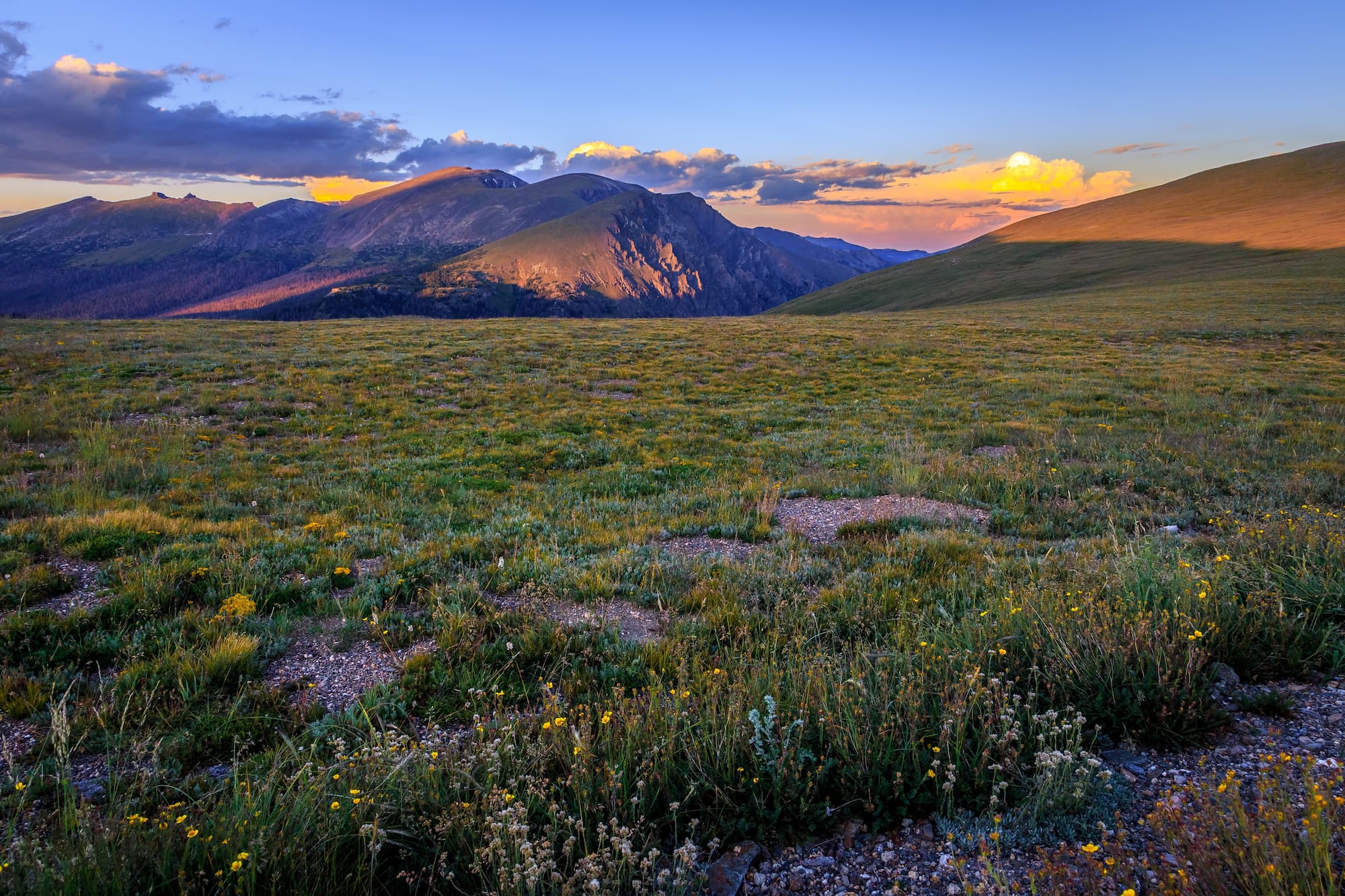 a beautiful colorado landscape image with flowers in the foreground and mountains in the background